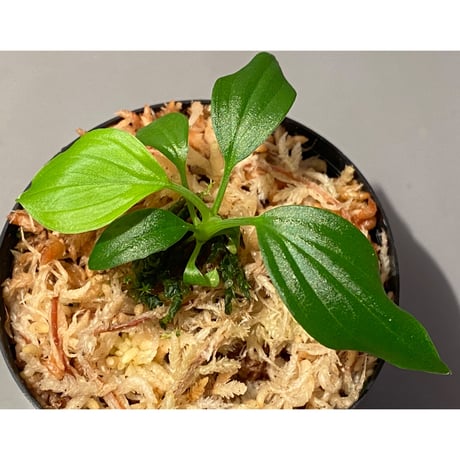 Homalomena sp. "Aceh selatan" Aceh Sumatra [TB]