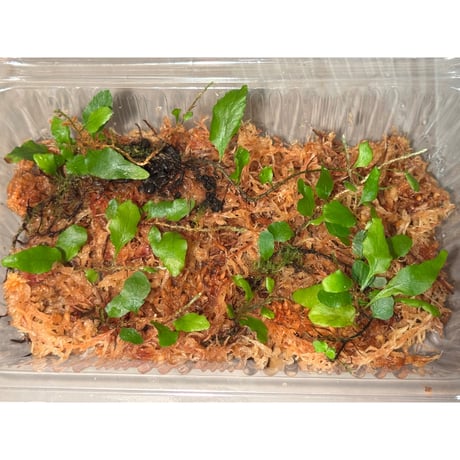 Microgramma heterophylla 伊藤蟻植物農園