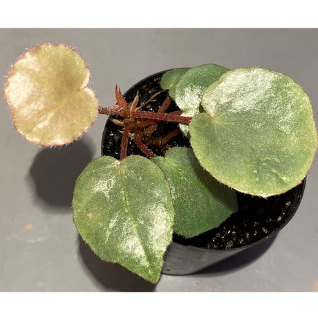 Begonia sp. f1 from Sumatera [NT ORCHID]