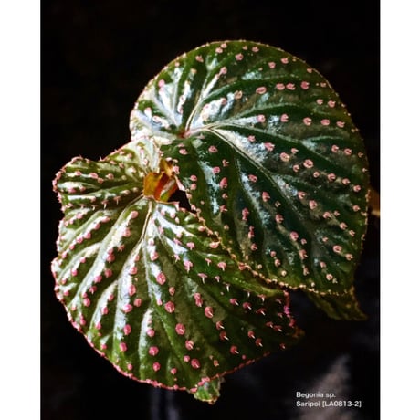 Begonia sp. from Saripoi [LA0813-2]