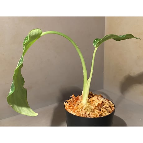 Schismatoglottis Rongisupata from West Kalimantan [KN]