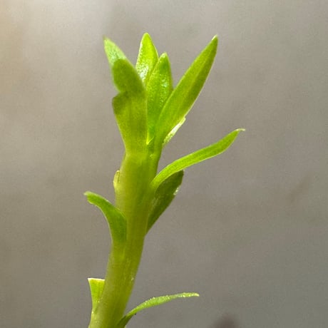 Phlegmariurus phlegmarioides Aimas, Sorong, West Papua 伊藤蟻植物農園