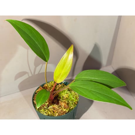 Homalomena sp. "Tsubaki" HW-GR from Resun Pulau Lingga [HW1017-02]