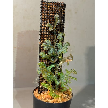 Selaginella willdenowii