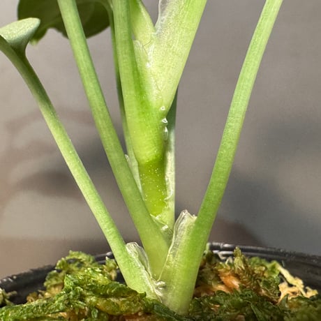 Homalomena sp. "Silver Bullet GG" from P.Linga [AZ0917-1]