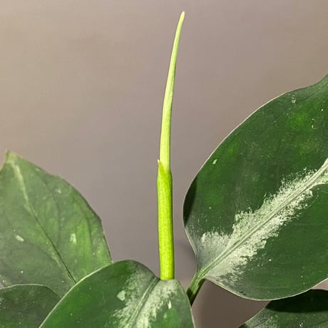 (本タグ付き) Aglaonema pictum from Sumatera A2  [TK070918]