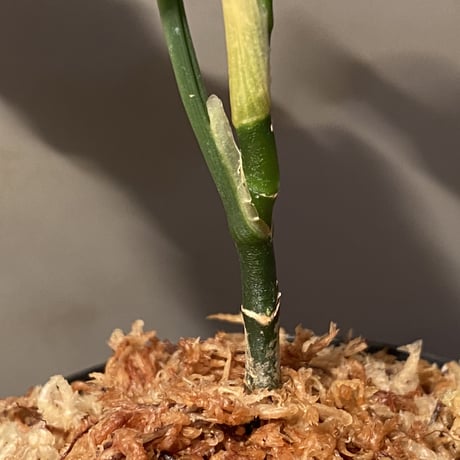 Aglaonema pictum "草わるん18" from Tigalingga [ AZ0818-6h]