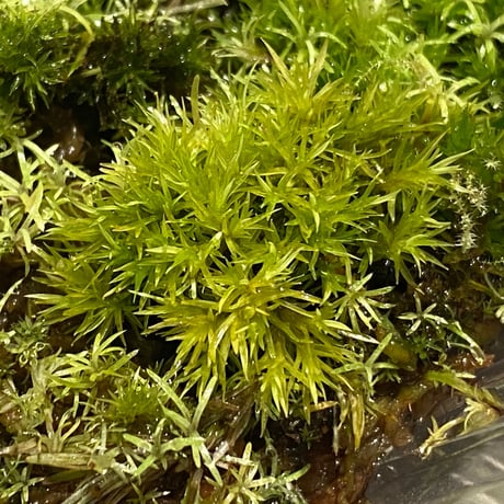 Moss from Ipoh State Malaysia