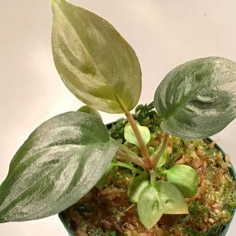 Homalomena sp. Red Velvet x？ from Kepulauan Riau wf1 [KZT]タグ付き