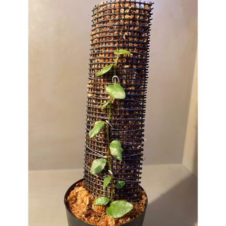 Ficus sp. from Murung raya [LA0515-05]