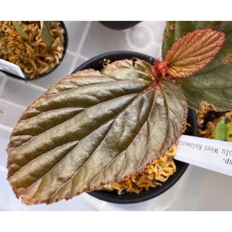 新春特価　限定5株❣️ Begonia sp.Kapuas hulu 卵銅葉　A Begonia sp. from Kapuas hulu West Kalimantan |  新春特価 限定5