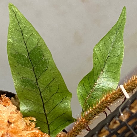 Microgramma lycopodioides from Costa Rica 伊藤蟻植物農園