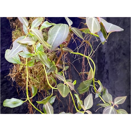 Pachycentria sp. from Selangor