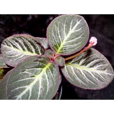 Codonoboea cf. pumilla from Riau sumatera [LA1119-02]