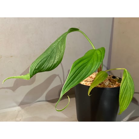 (タグ付き) Homalomena sp. "蛟" from Sumatera Utara [LA0318-02]