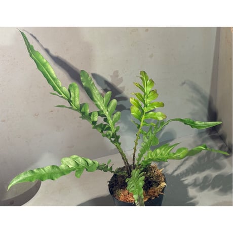 Polypodium sp. (?) from Koh Kood Thailand