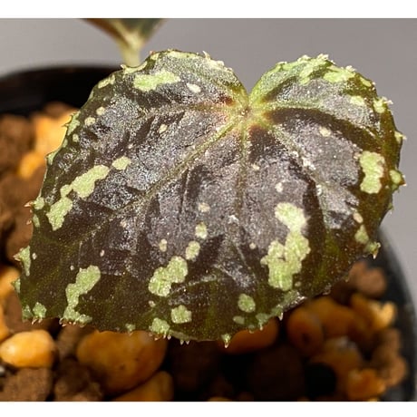 Begonia sp. from North Toraja [S0919-06] 伊藤蟻植物農園