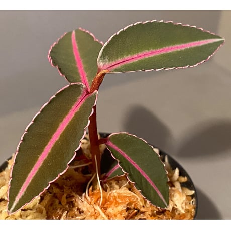 Labisia sp. from Sumatera barat [TB]