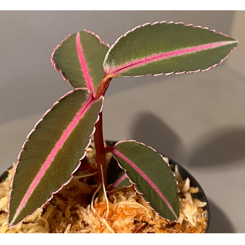 Labisia sp. from Sumatera barat [TB] | M・R・G・R