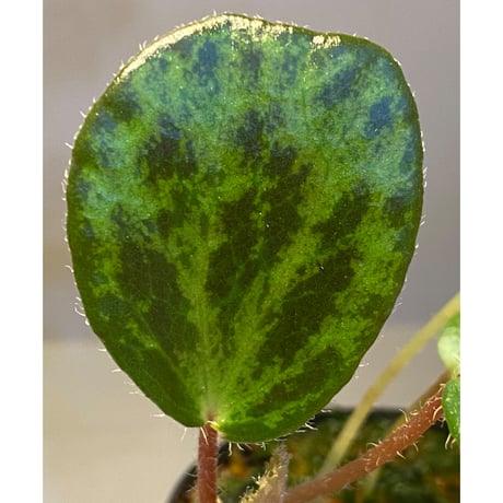 Begonia blancii