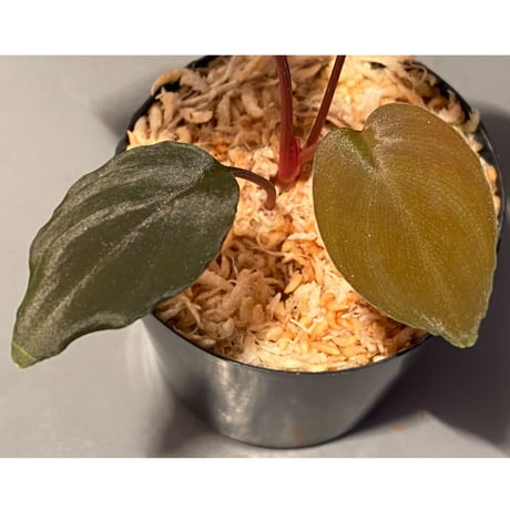 Homalomena sp. from Pulau Lingga