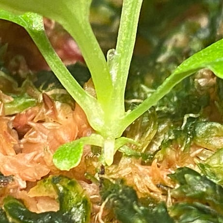 Homalomena sp. "Kayu Lapis" White Kal-barat [TB]