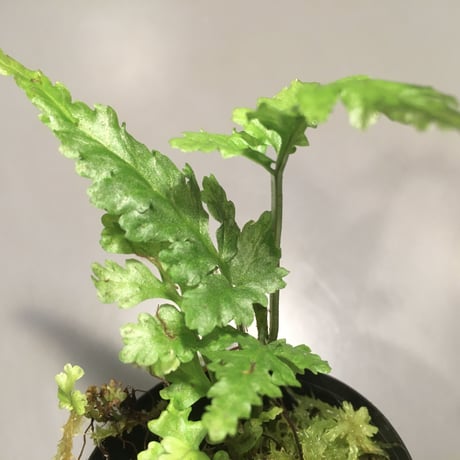 Bolbitis sp. from Siberut [LA]