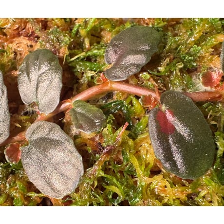 Pellionia sp. from Binh Dinh Vietnam