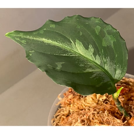 Aglaonema picutm "Phantom" WS from Padang【AZ0914-2b】