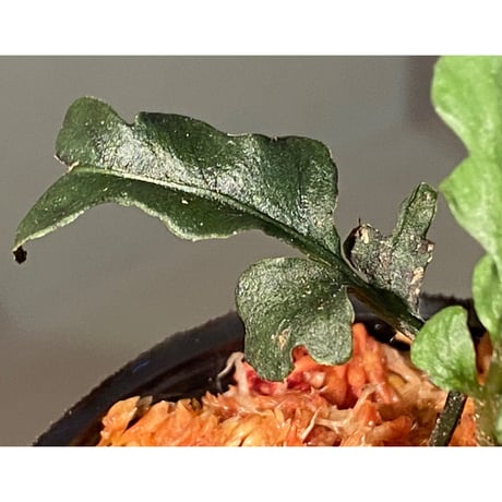 Bolbitis sinuosa from Philippines