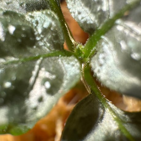 Ophiorriza sp. "鋼" from Aceh Selatan [HW0816-03]