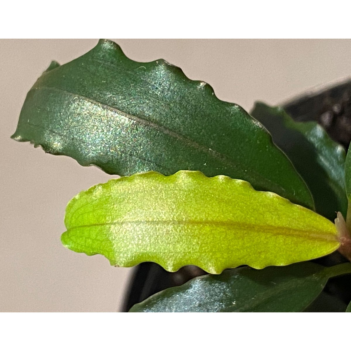 水草 Bucephalandra sp. Sokan Bucephalandra sp. 