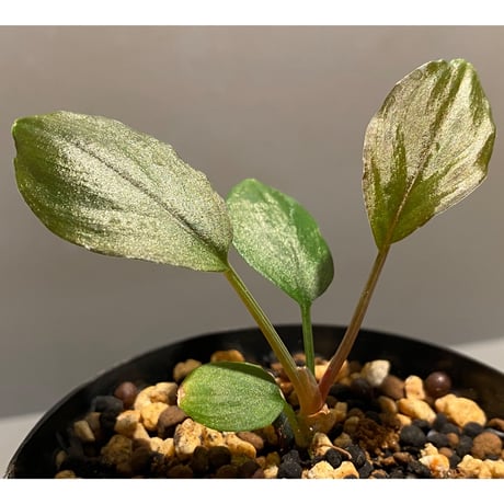 Homalomena sp. from Solok sumatera [LA0315-2]