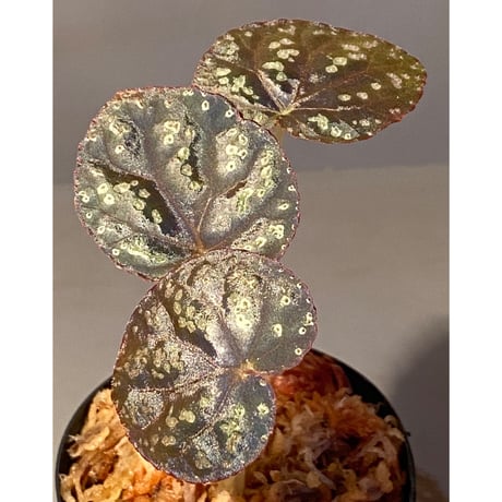 (３芽立ち) Begonia variabilis from Khao Luan Thailand [TK]
