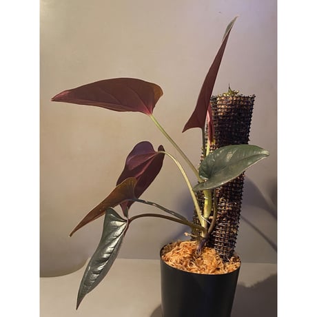Syngonium sp. from Choco Colombia [tanakay]