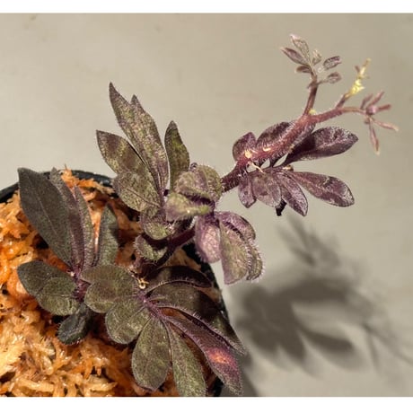 Solanum uleanum