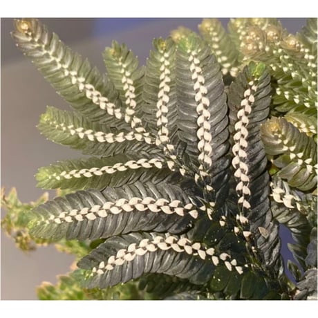 Selaginella picta