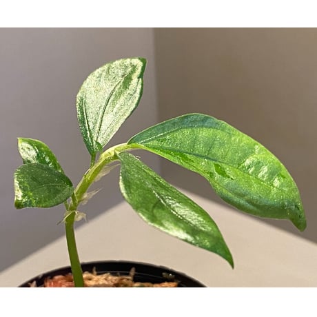 Elatostema sp. from Nopphitam [TK260915]