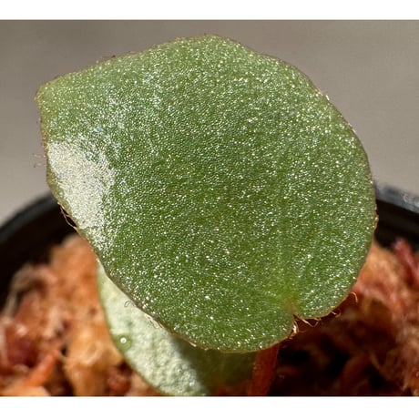 Begonia sp. f1 from Sumatera [NT ORCHID]