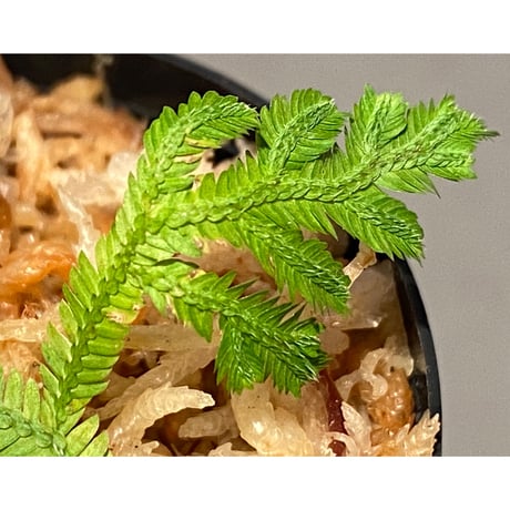 Selaginella biformis [STRINGE PLANTS]
