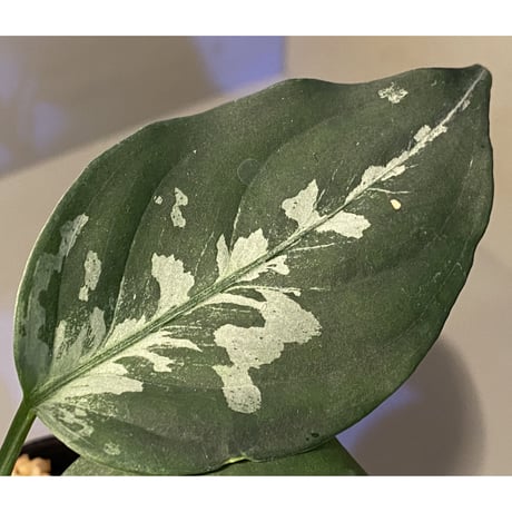 Aglaonema pictum A "しるば〜らいん" from Aceh sumatera [LA0217-04]
