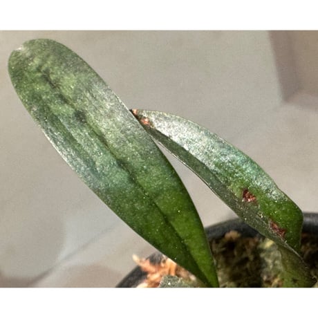 Oeceoclades maculata
