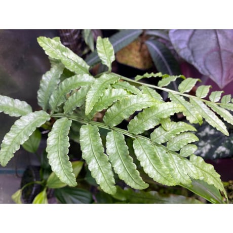 Unknown from Iquitos Peru [tanakay]