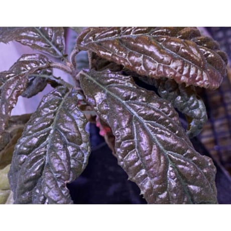 Ardisia sp. from Bengkulu [LA0315-1]