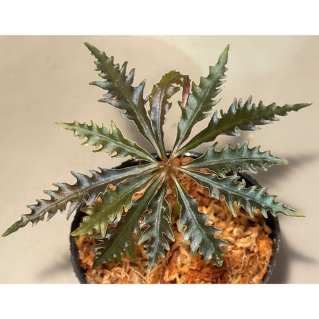 Labisia sp. from Jambi Sumatera