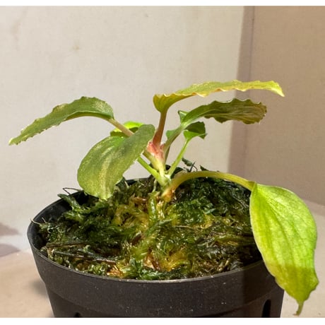 (タグ付き) Homalomena sp. Sabah-2 [R1217-01c]