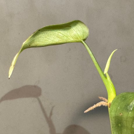 Philodendron sp. from Iquitos Peru [tanakay]