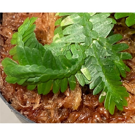 Selaginella sp. バリエガータ from "Nanga pinoh" [TB]