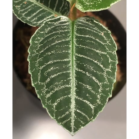 Ardisia sp. from Aceh Selatan [HW0816-03]