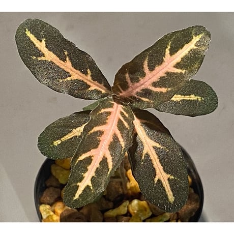 Aphelandra maculata from Madre de Dios [LA1017-02]